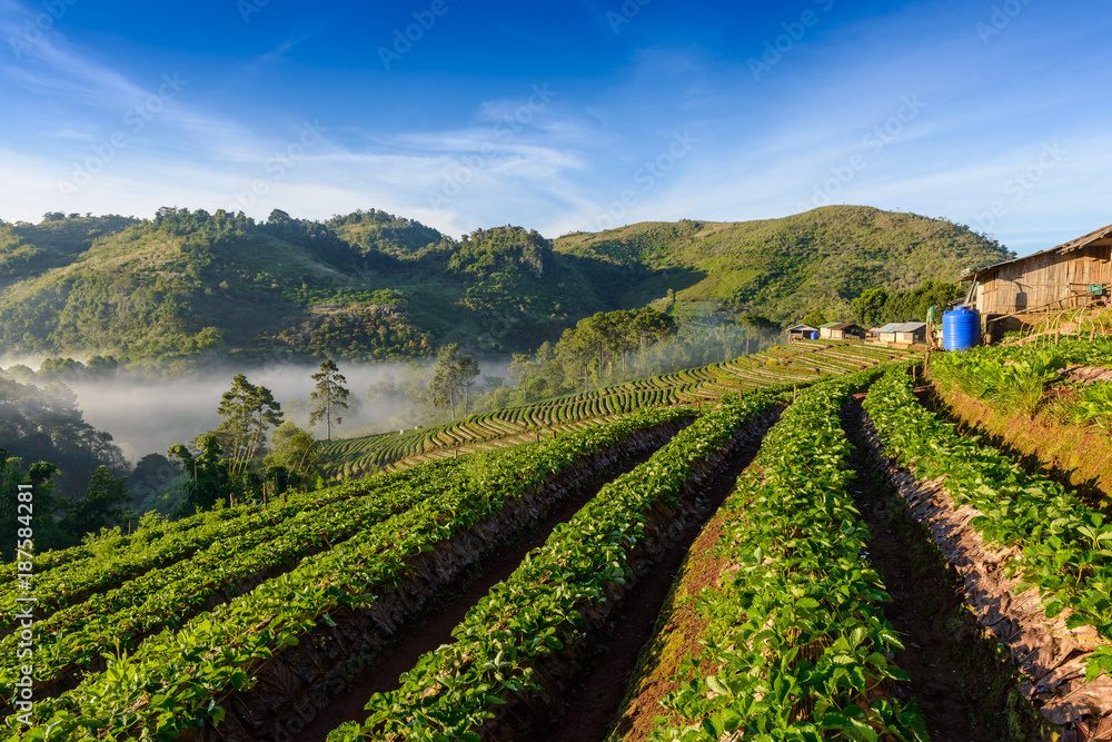 strawberry farm array layer on hill at doi angkhang mountain, chiangmai, thailand
