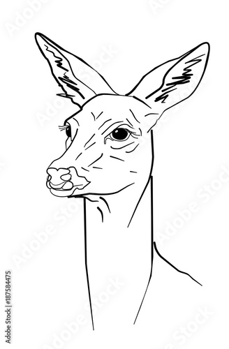 Portraitzeichnung Reh