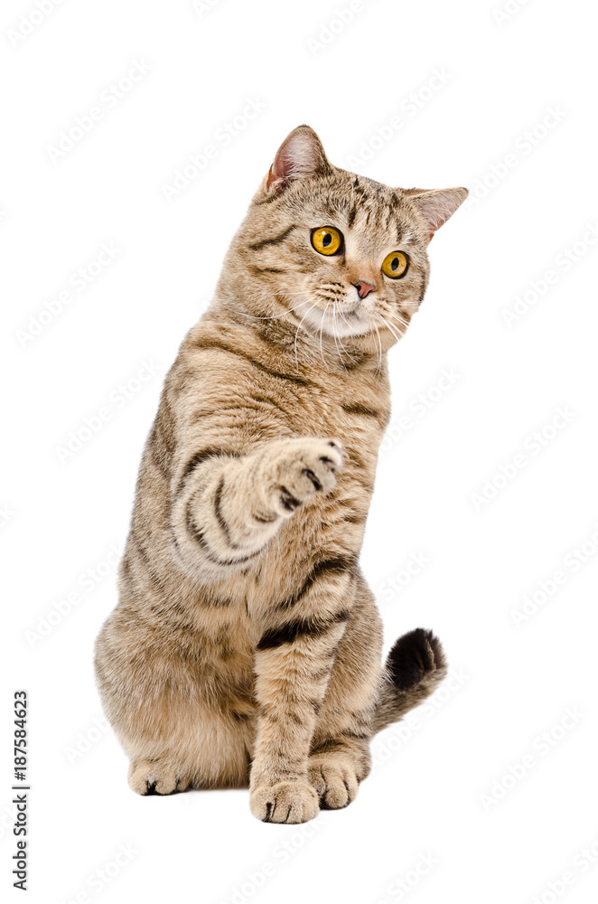 Playful cat Scottish Straight, sitting with a raised paw, isolated on a white background