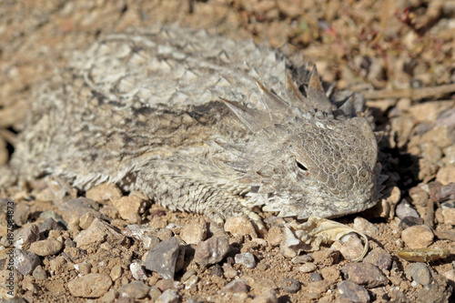 Well camouflaged Regal Horned Lizard in Organ Pipe National Monument, Ajo, Arizona, USA photo