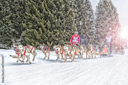 Sled dog racing alaskan malamute snow winter competition race © Andrea