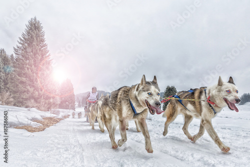 Canvas Print Sled dog racing alaskan malamute snow winter competition race