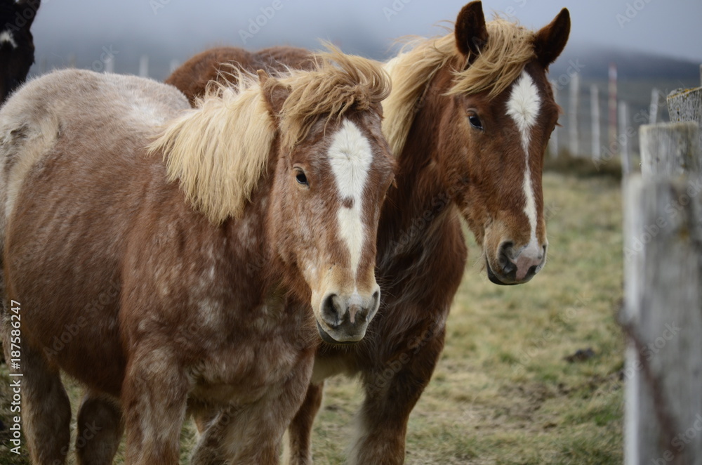Horses in a field Horses in a field
