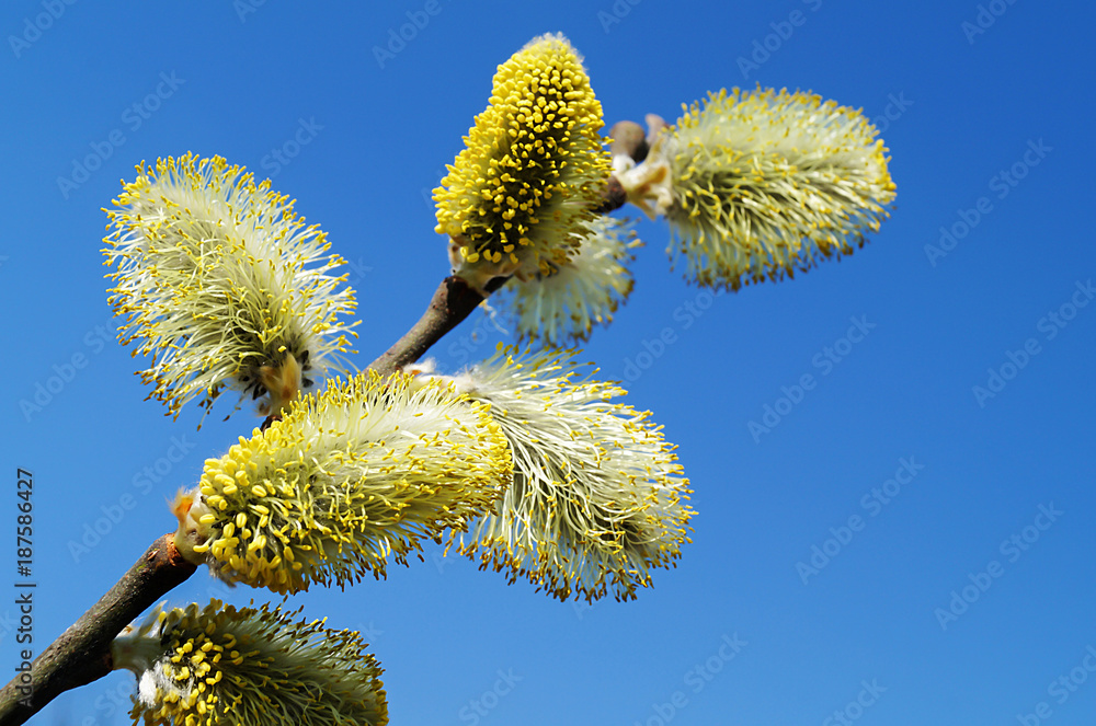 Bush of the flowering osier by springtime Bush of the flowering osier by springtime