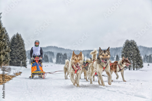 Sled dog racing alaskan malamute snow winter competition race