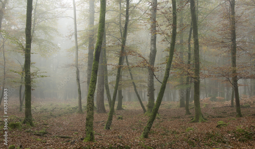 A misty morning at Knightwood Inclosure in the New Forest National Park.
