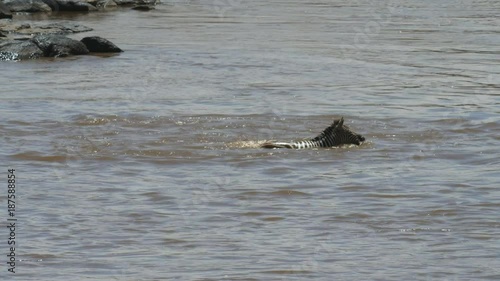 a crocodile attacks and drowns a young zebra crossing river