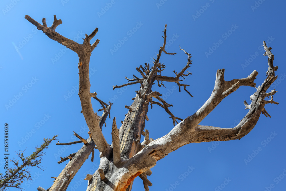 Tree trunk in Bryce Canyon