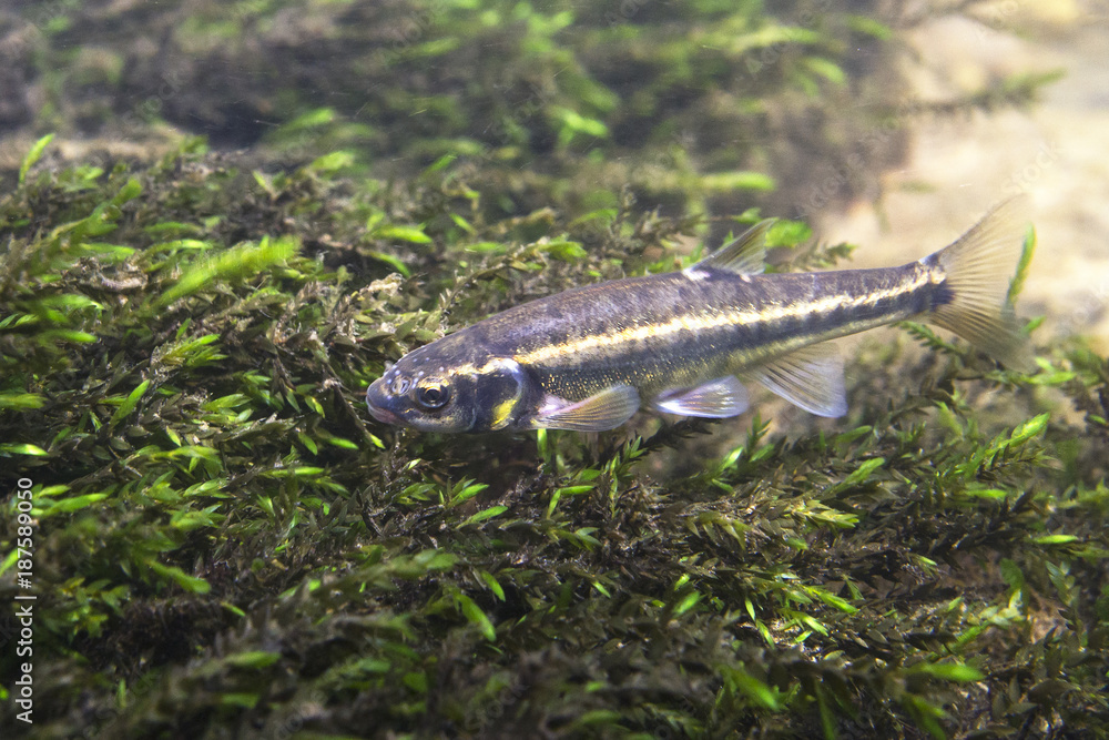 Underwater photography of Common minnow (phoxinus phoxinus) in a small creek. Beautiful little fish in close up photo. Underwater photography in wild nature. River habitat.