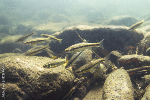 Underwater photography of Common minnow (phoxinus phoxinus) preparing for spawning in a small creek. Beautiful little fish in close up photo. Underwater photography in wild nature. River habitat.