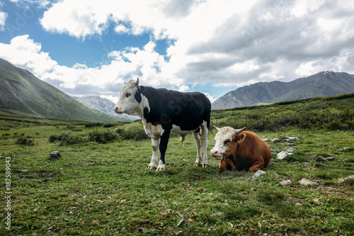 cows grazing on green grass in mountain valley in Altai  Russia