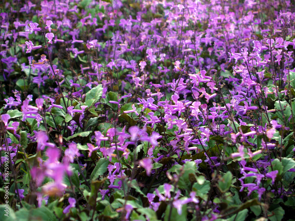 Violet flowers field