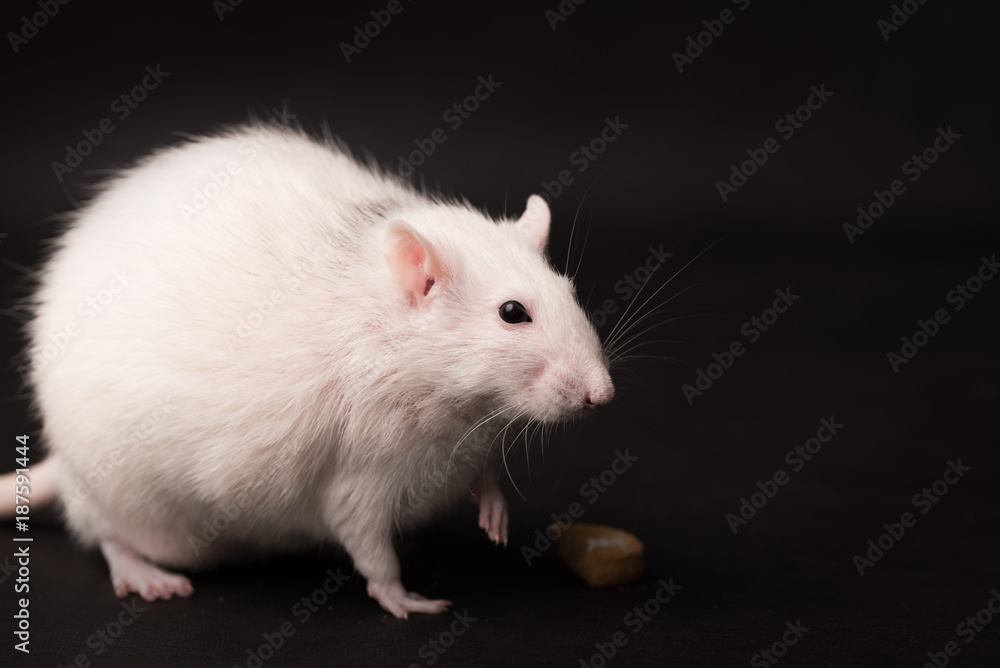 White rat isolated on dark background White rat isolated on dark background