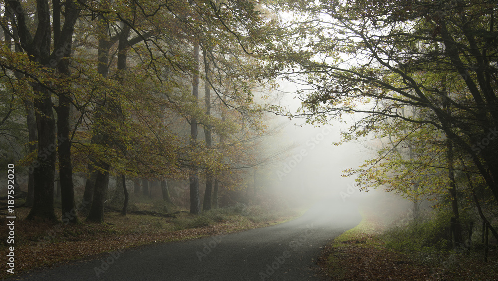 A misty morning on Bolderwood Drive in the New Forest National Park.