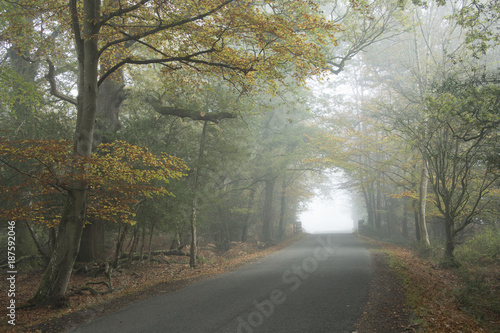 A misty morning on Bolderwood Drive in the New Forest National Park.