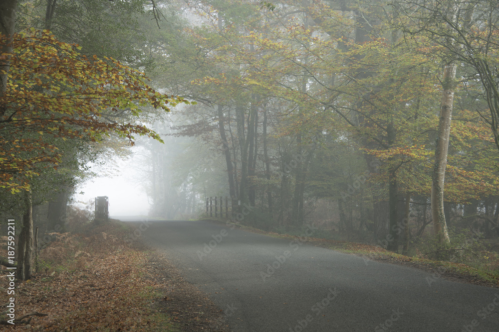 A misty morning on Bolderwood Drive in the New Forest National Park.