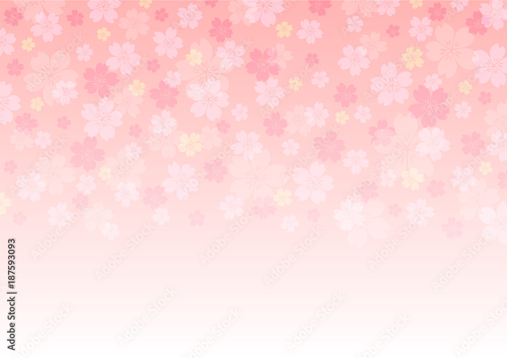 Cherry blossoms background illustration. Spring season banner.