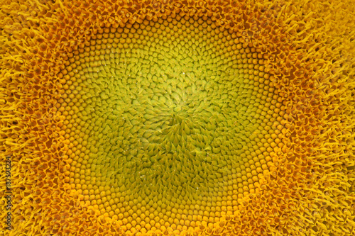 close up of sunflower for background