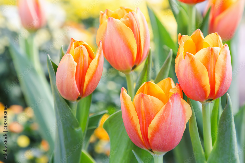 Beautiful tulips in tulip field with green leaf background at winter or spring day. broken tulip. Beautiful tulips in tulip field with green leaf background at winter or spring day. broken tulip.