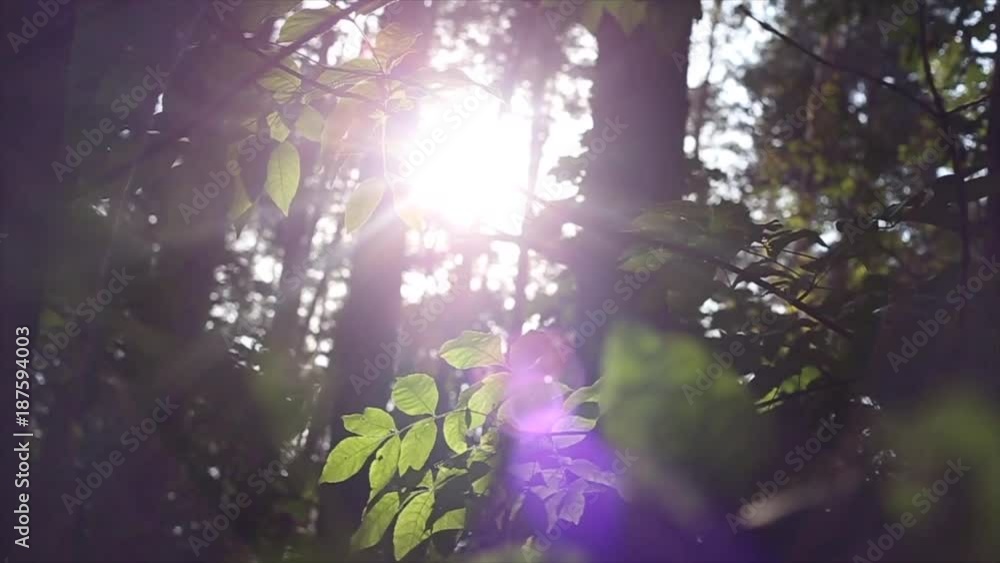 the rays of the Sun in the forest the rays of the Sun in the forest