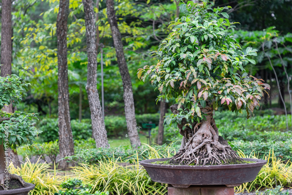 Bonsai tree on ceramic pot in bonsai garden. Bonsai tree on ceramic pot in bonsai garden.