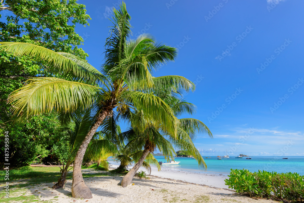 Obraz premium Coconut palms on tropical island. Vacation and holiday concept in exotic travel destinations.