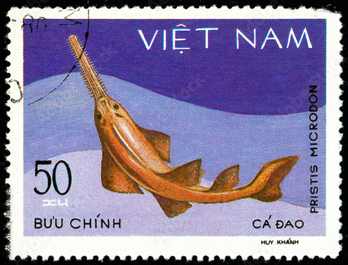 Ukraine - circa 2018: A postage stamp printed in Vietnam shows drawing Largetooth Sawfish or Pristis microdon. Series: Shark and Dogfish. Circa 1980. photo