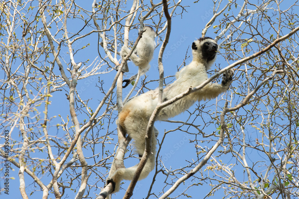Obraz premium Endemic Indri lemur in natural habitat. Madagascar