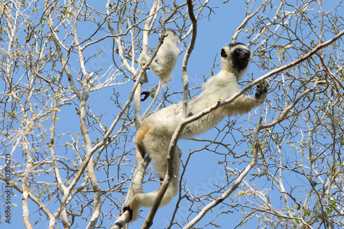 Endemic Indri lemur in natural habitat. Madagascar