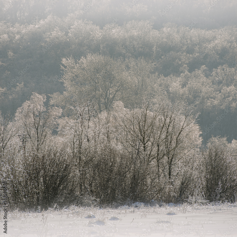Trees Covered With Ice And Snow. Winter Season. Trees In The Countryside. Trees Covered With Ice And Snow. Winter Season. Trees In The Countryside.