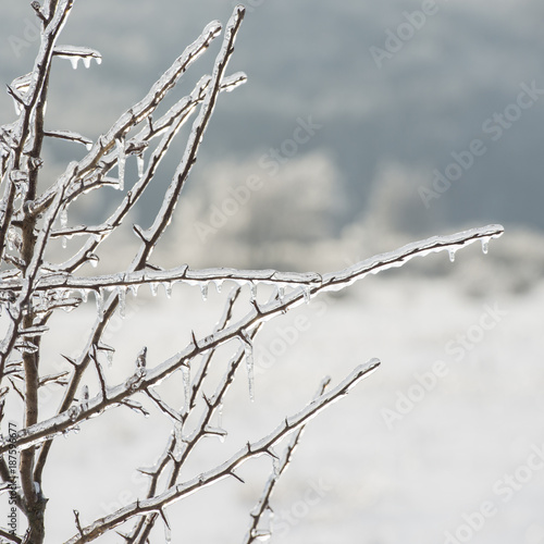 branches of the tree are covered with ice. Winter season. Trees in the countryside.