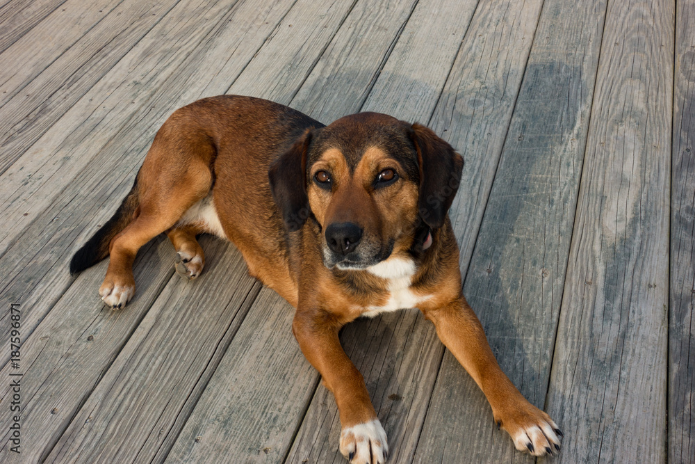 Shepard beagle sales
