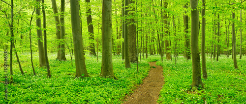 Dekoracja na wymiar  wanderweg-schlangelt-sich-durch-buchenwald-im-zeitigen-fruhjahr-frisches-grun-bluhender-barlauch
