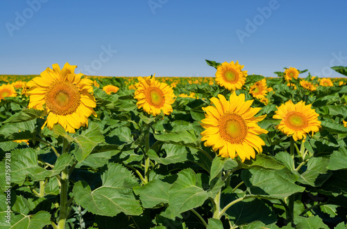 Sunflower plantation near Tyulenovo village  Bulgaria