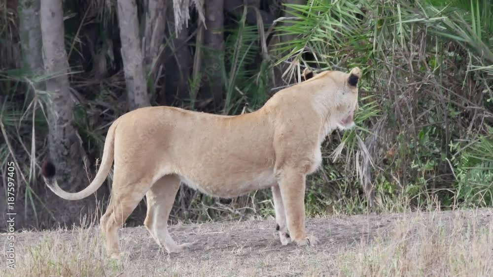 Lioness Lioness