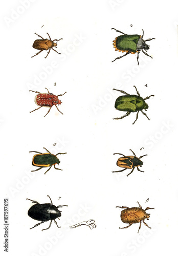 Illustration of insects. © ruskpp