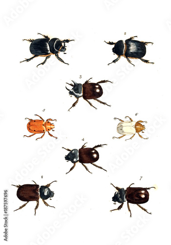 Illustration of insects. © ruskpp