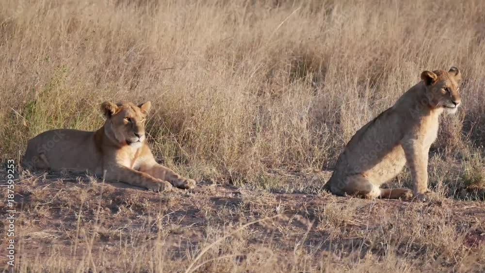 Lioness lying in the Serengeti National Park, Tanzania Lioness lying in the Serengeti National Park, Tanzania