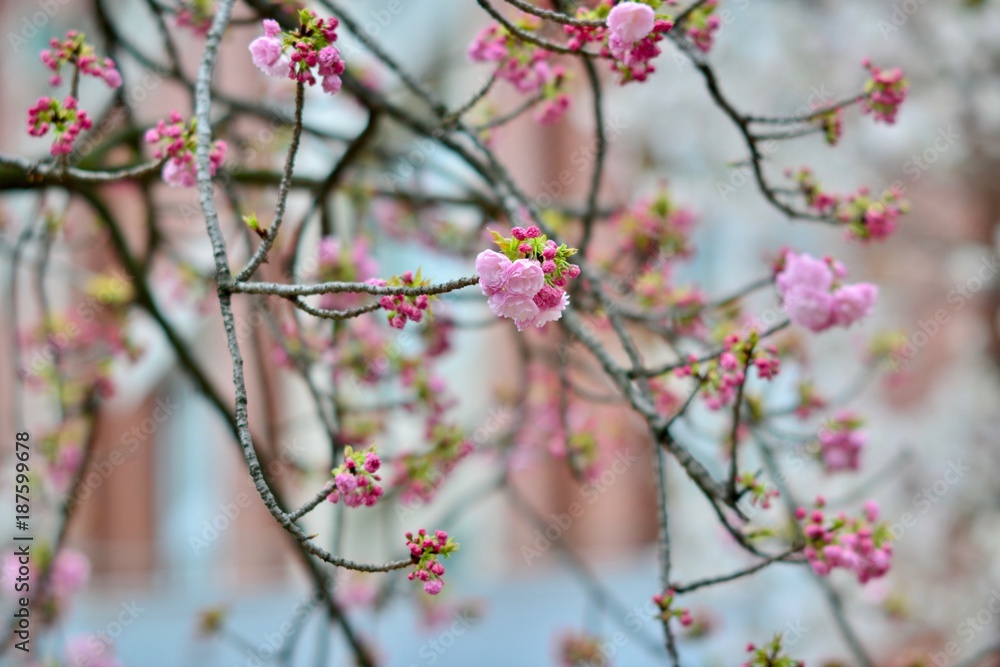 大阪と京都の桜