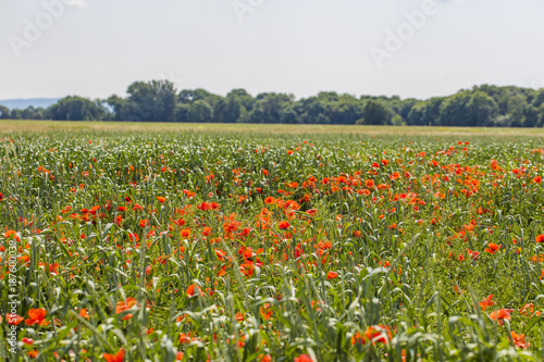 green wheat field with red poppies 