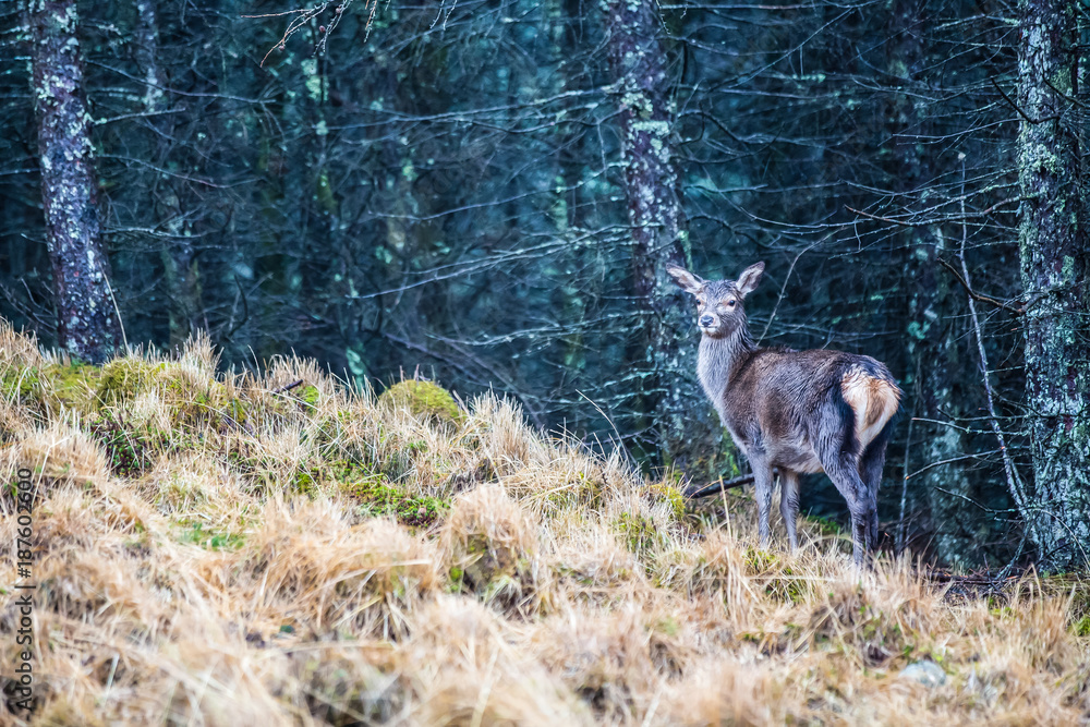 Obraz premium Young deer standing in a forest looking at the camera