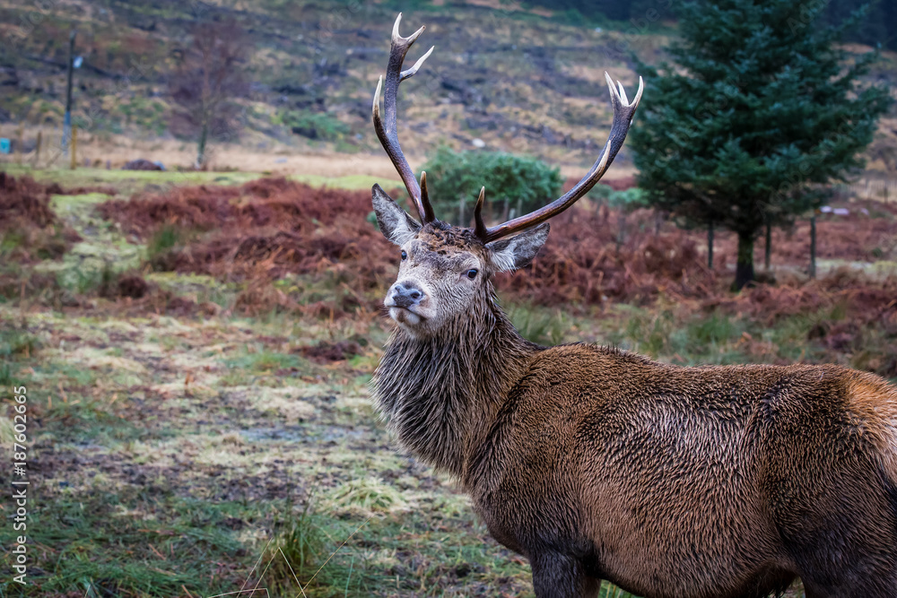 Obraz premium Male stag head tilted looking at the camera