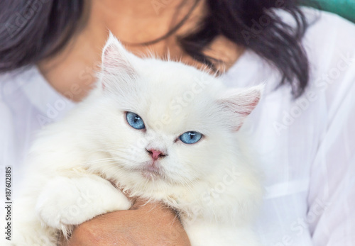 close up white persian cat looking with blue eyes in embrace woman