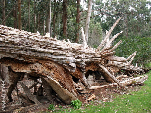 Fallen Tree