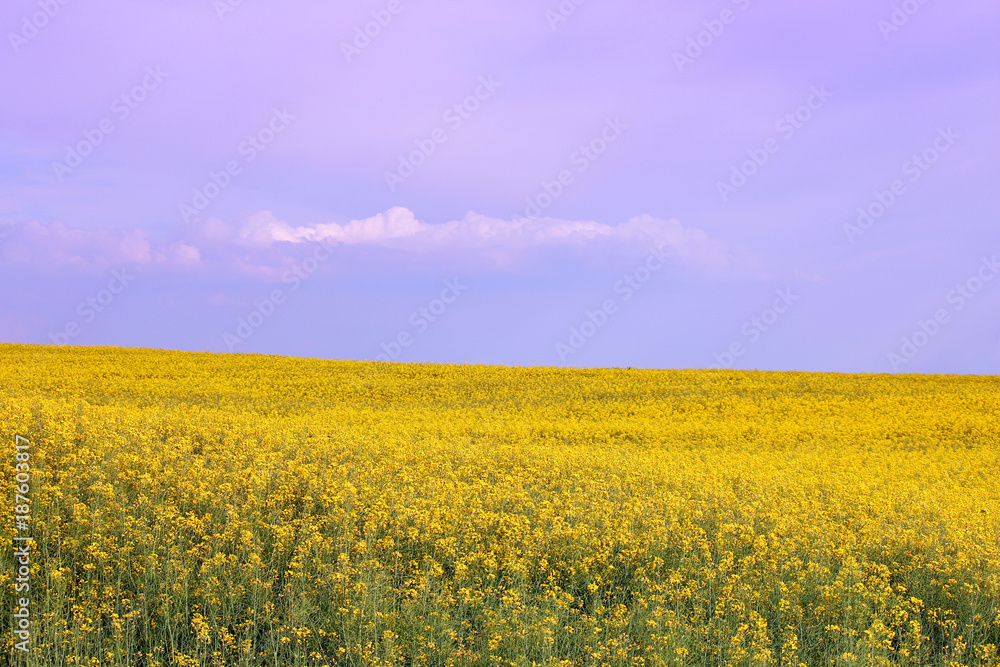 oilseed rape field spring season landscape