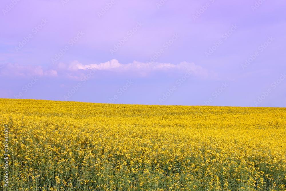 oilseed rape field spring season landscape oilseed rape field spring season landscape