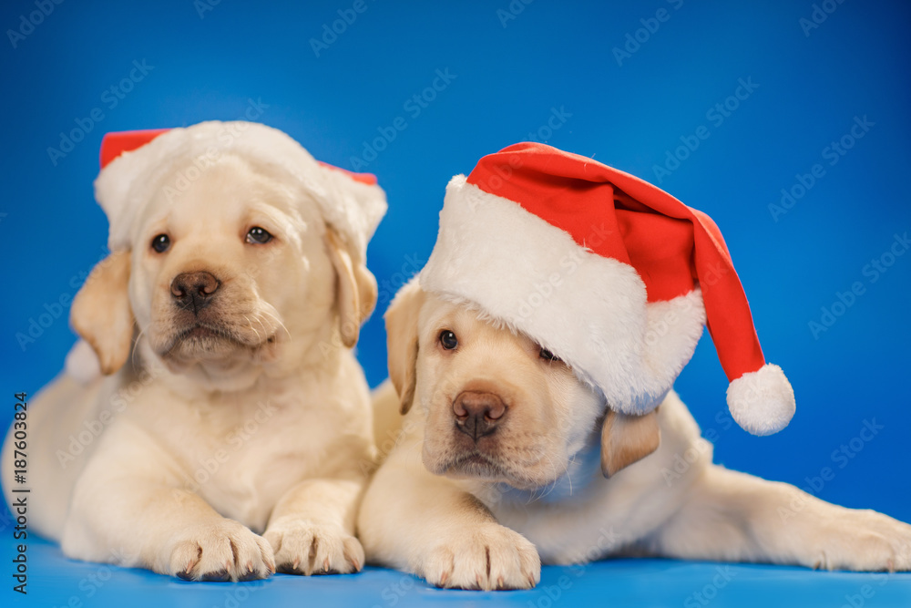 Labrador puppies in santa hat on a blue background