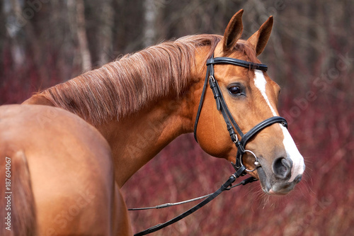 Valokuva Russian Don horse