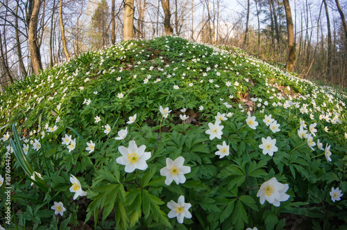 Anemone nemorosa flower in the forest in the sunny day. Wood anemone  windflower  thimbleweed  blossoms in a forest glade.