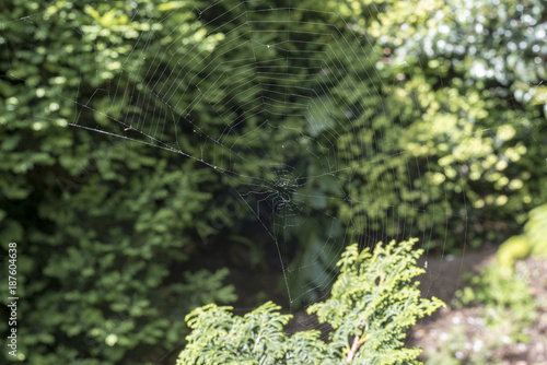 Deserted spider web in the sunlight against blurred foliage